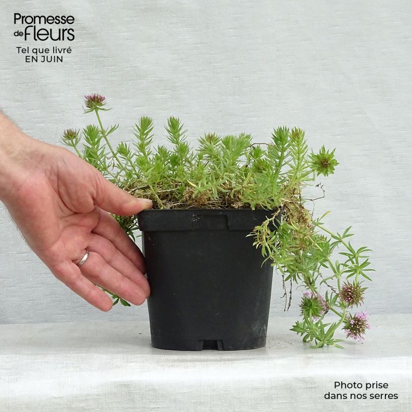 Exemplar von Phuopsis stylosa - Rosenwaldmeister Topf mit 2L/3L wie im Sommer geliefert
