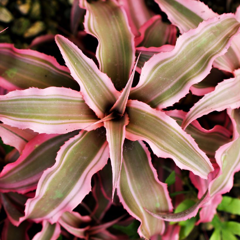 Cryptanthus Pink Star - Erdbromelie (Laub)