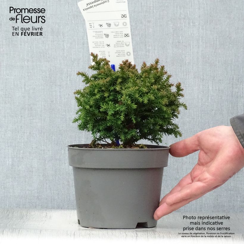 Example of Cryptomeria japonica Compressa Topf mit 2L/3L as you get in hiver