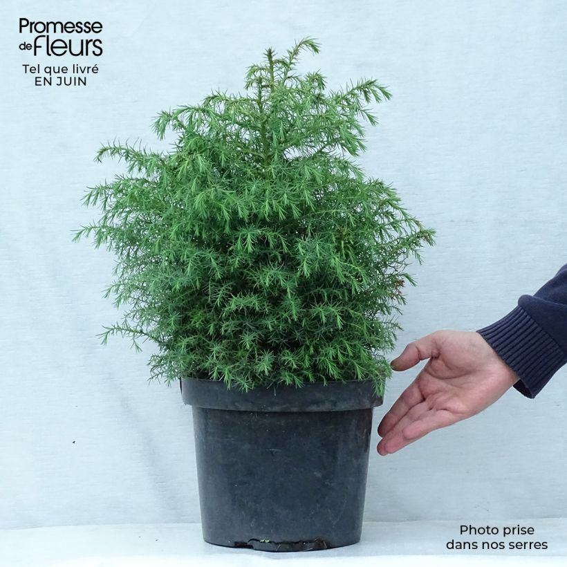 Exemplar von Cryptomeria japonica Elegans Viridis Topf mit 7,5L/10L wie im Sommer geliefert