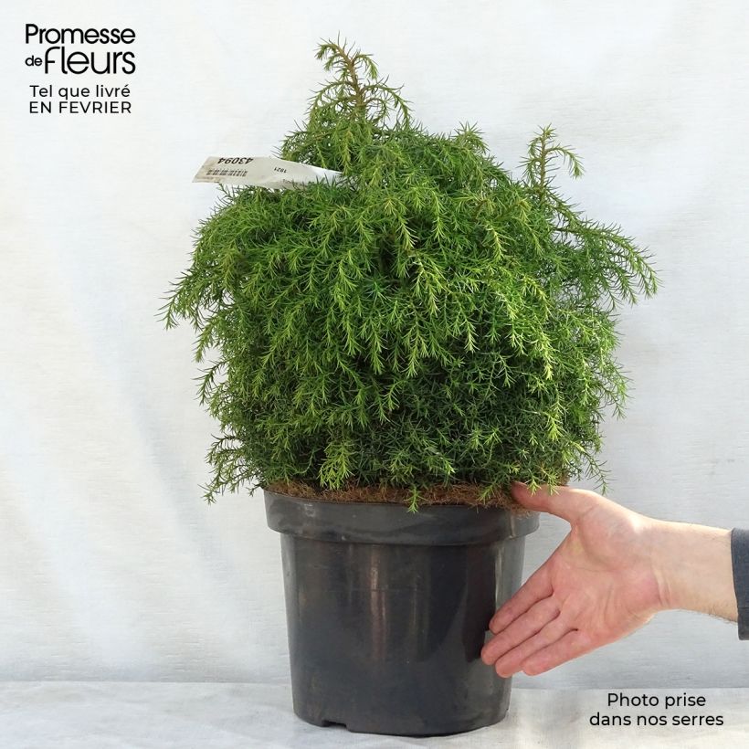 Exemplar von Cryptomeria japonica Elegans Viridis Topf mit 7,5L/10L wie im Winter geliefert