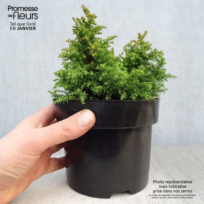 Exemplar von Cryptomeria japonica Twinkle Toes Topf mit 2L/3L wie im Winter geliefert