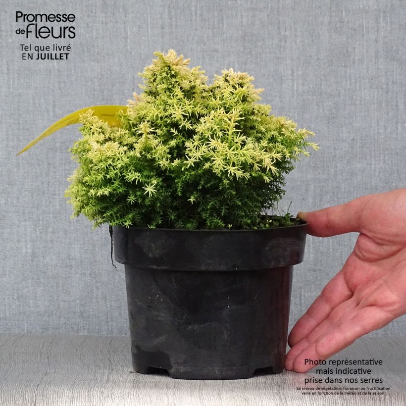 Exemplar von Cryptomeria japonica Twinkle Toes Topf mit 2L/3L wie im Sommer geliefert