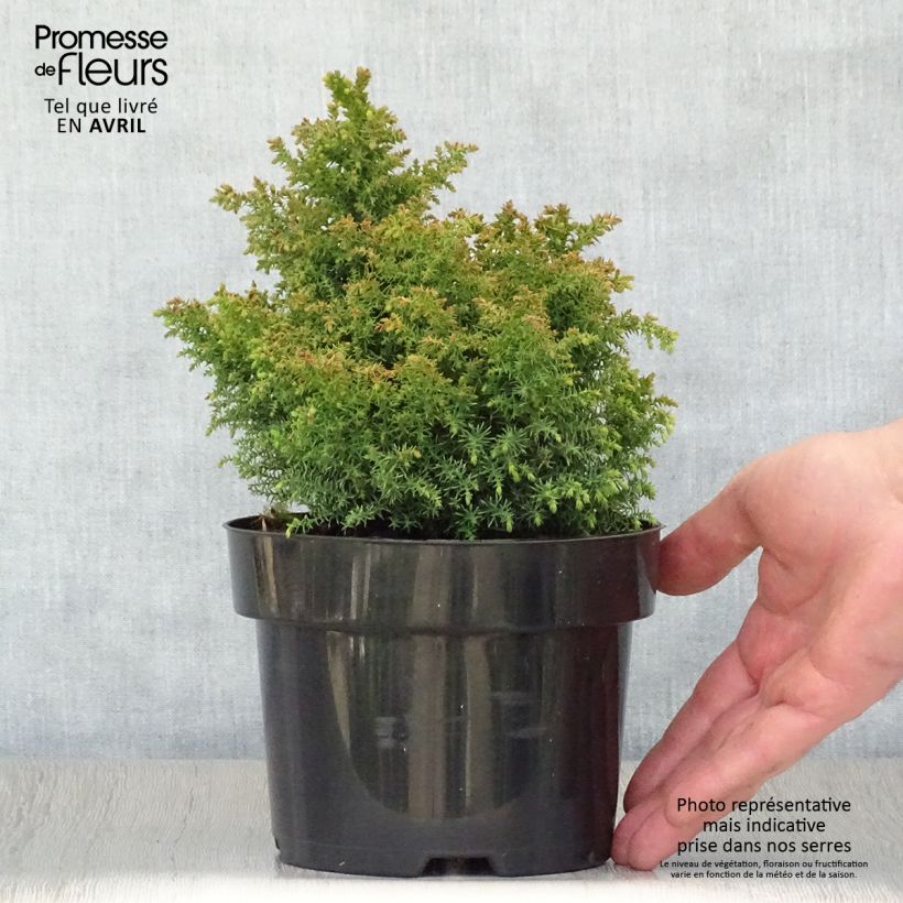 Exemplar von Cryptomeria japonica Twinkle Toes Topf mit 2L/3L wie im Frühjahr geliefert