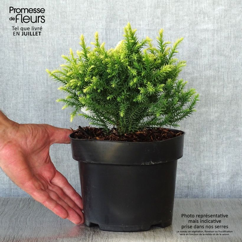 Exemplar von Cryptomeria japonica Vilmorin Gold Topf mit 2L/3L wie im Sommer geliefert
