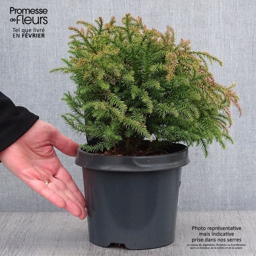 Exemplar von Cryptomeria japonica Vilmorin Gold Topf mit 2L/3L wie im Winter geliefert