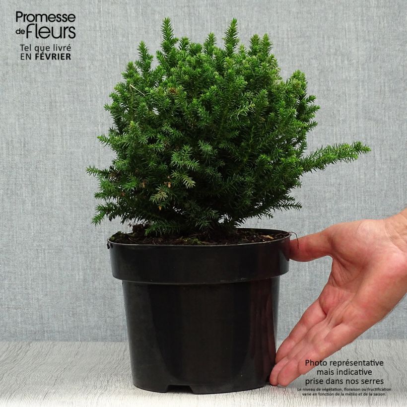 Example of Cryptomeria japonica Vilmoriniana Topf mit 2L/3L as you get in automne