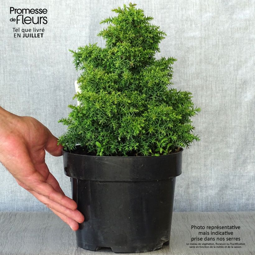 Example of Cryptomeria japonica Yokohama Topf mit 2L/3L as you get in ete