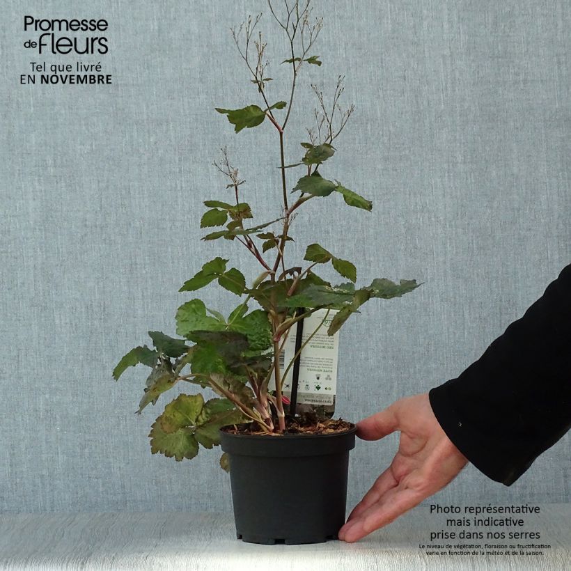 Example of Cryptotaenia japonica f. atropurpurea - Japanische Purpur-Petersilie Topf mit 1,5L/2L as you get in automne