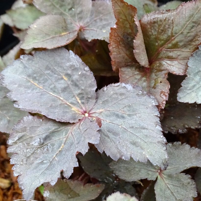 Cryptotaenia japonica f. atropurpurea - Japanische Purpur-Petersilie (Foliage)