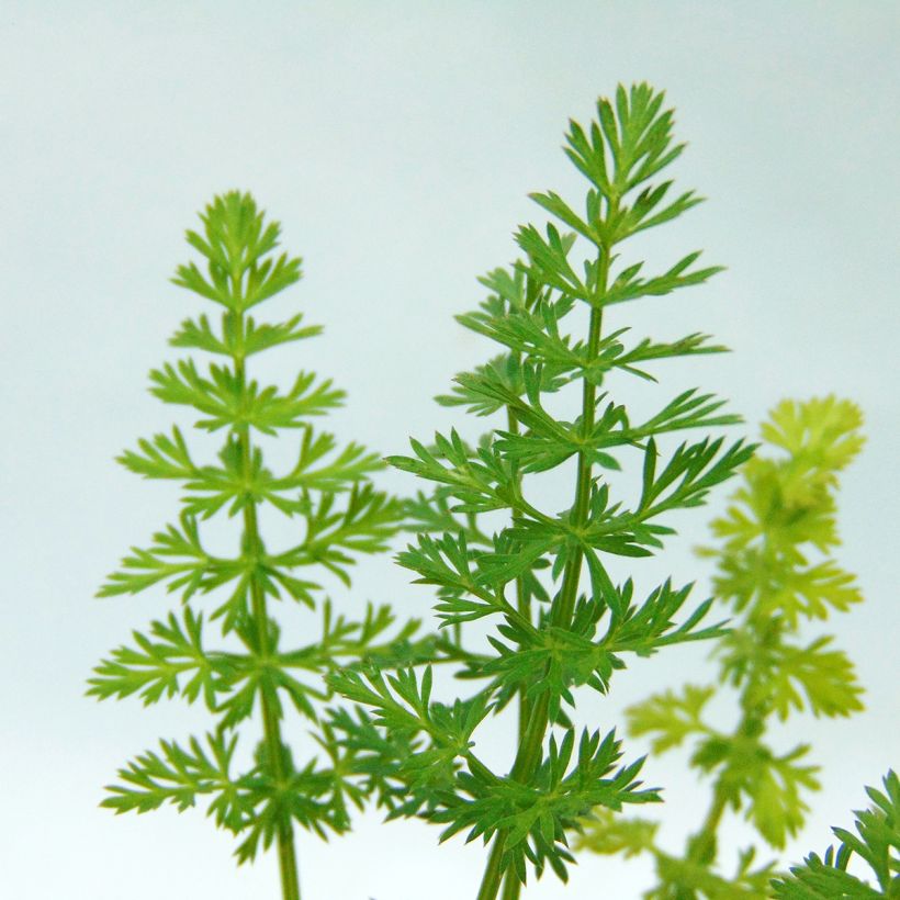 Echter Kümmel - Carum carvi Bio (Foliage)
