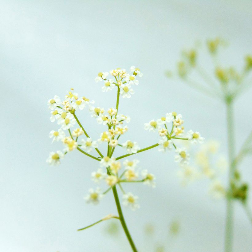 Echter Kümmel - Carum carvi Bio (Flowering)