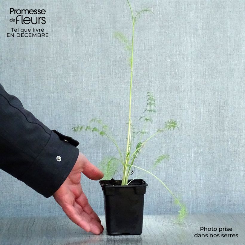 Exemplar von Echter Kümmel - Carum carvi Bio Kleine Töpfe von 8/9 cm wie im Winter geliefert