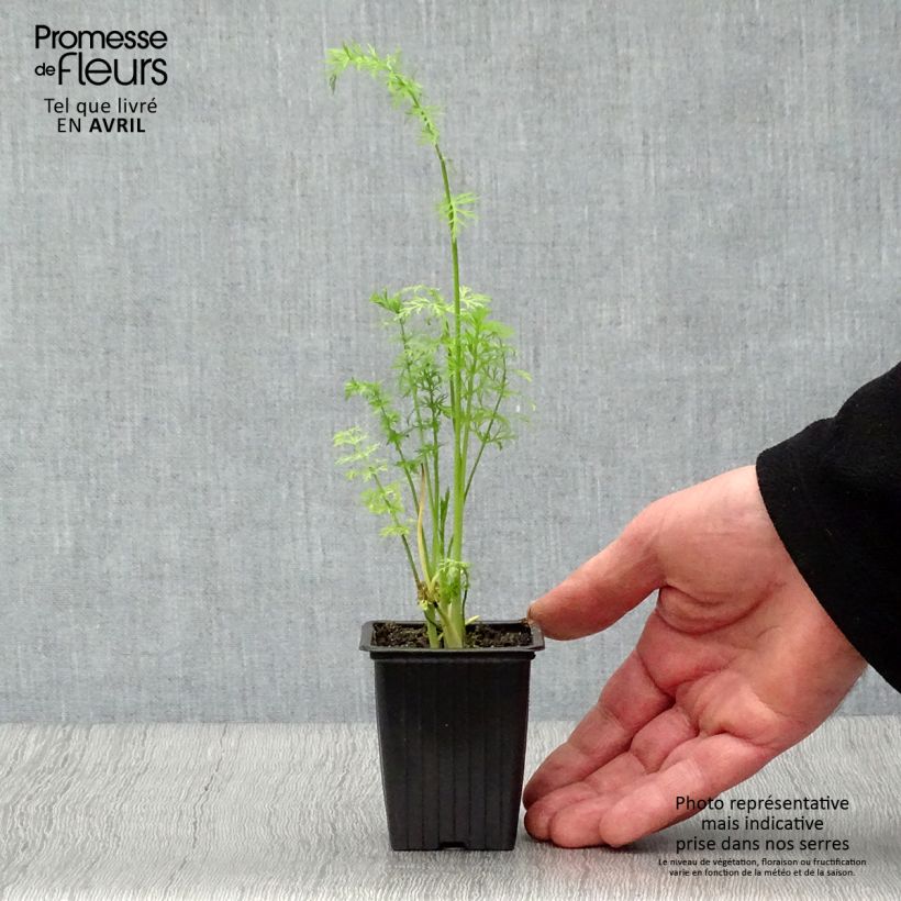 Exemplar von Echter Kümmel - Carum carvi Bio Kleine Töpfe von 8/9 cm wie im Frühjahr geliefert