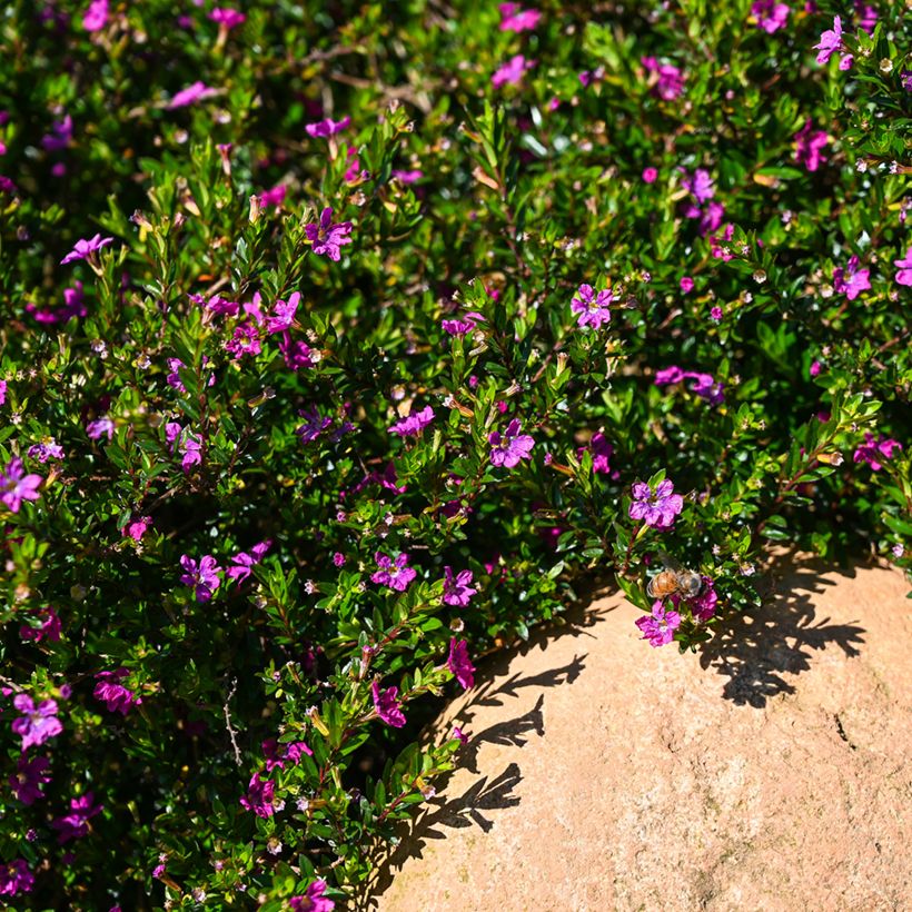 Cuphea hyssopifolia Purple - Japanische Scheinmyrthe (Plant habit)