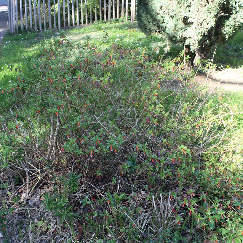 Cuphea ignea Scarlet - Zigarettenblümchen (Plant habit)