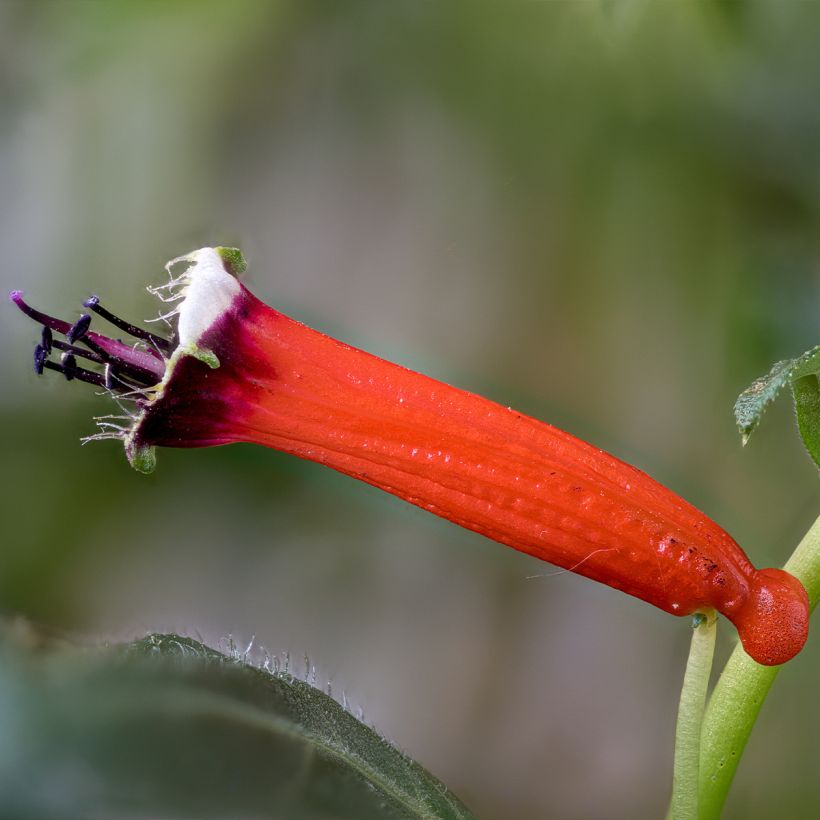 Cuphea ignea Scarlet - Zigarettenblümchen (Flowering)