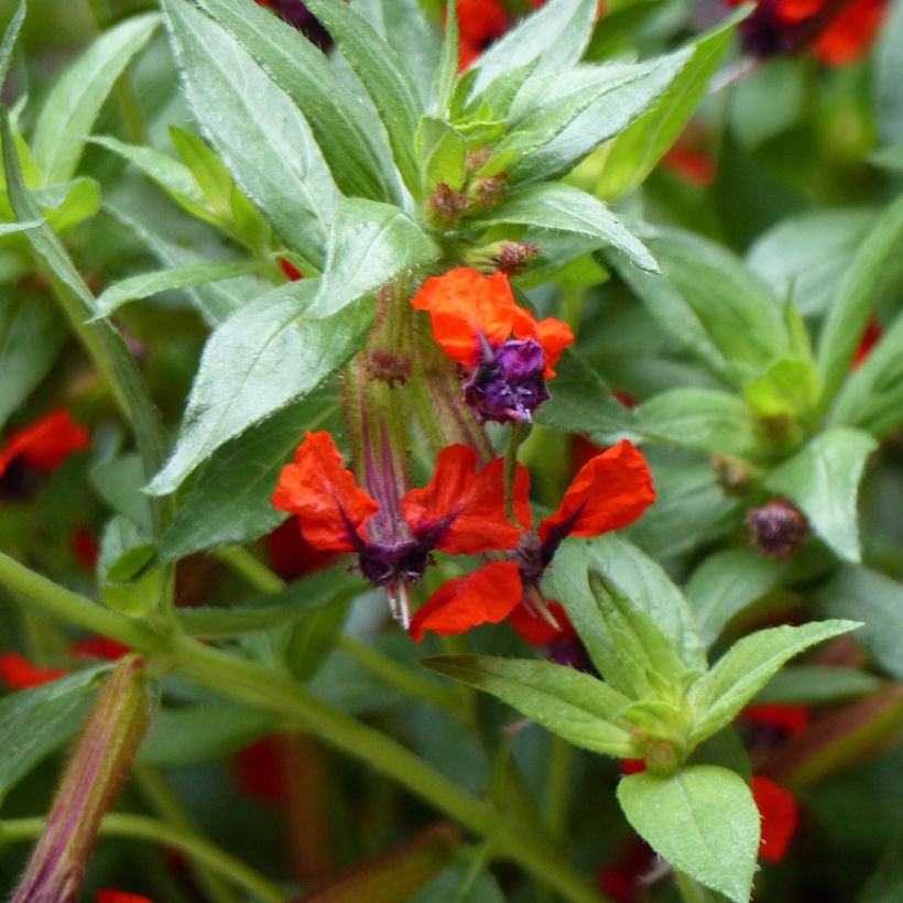 Cuphea llavea Torpedo - Zigarettenblümchen (Flowering)