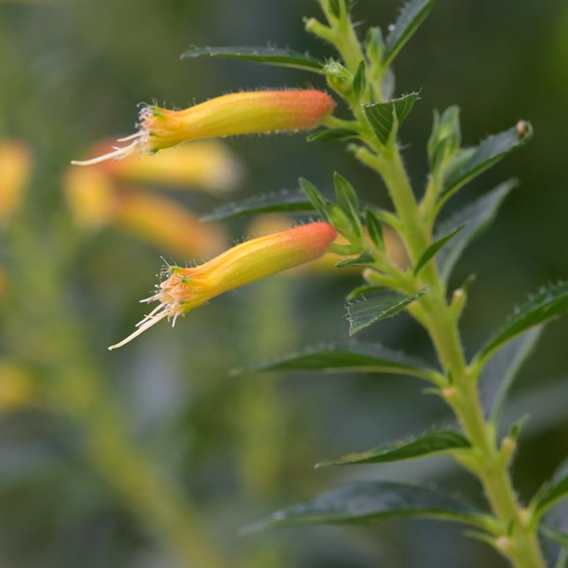 Cuphea micropetala - Zigarrenblume (Flowering)
