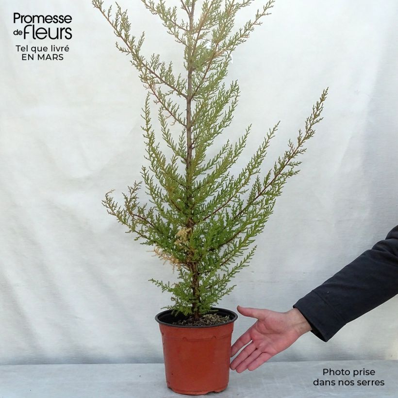 Exemplar von Cupressus macrocarpa - Monterey-Zypresse Topf mit 2L/3L wie im Frühjahr geliefert