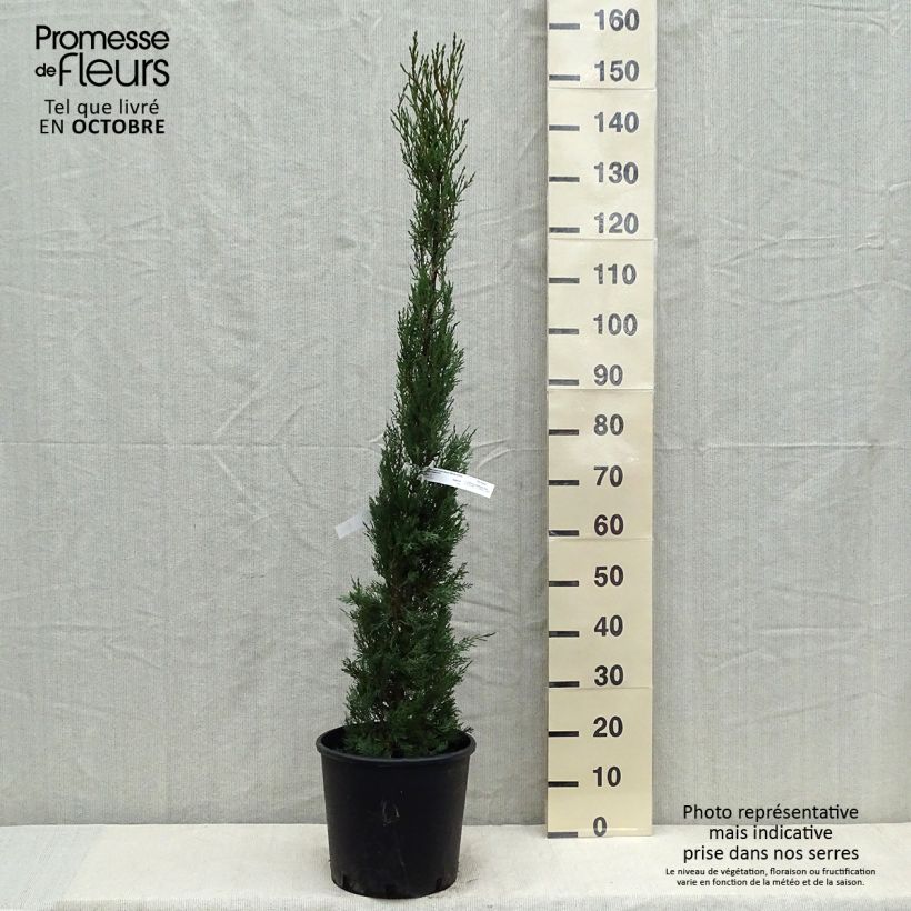 Example of Cupressus sempervirens var. stricta - Mittelmeer-Zypresse Topf mit 7,5L/10L as you get in automne