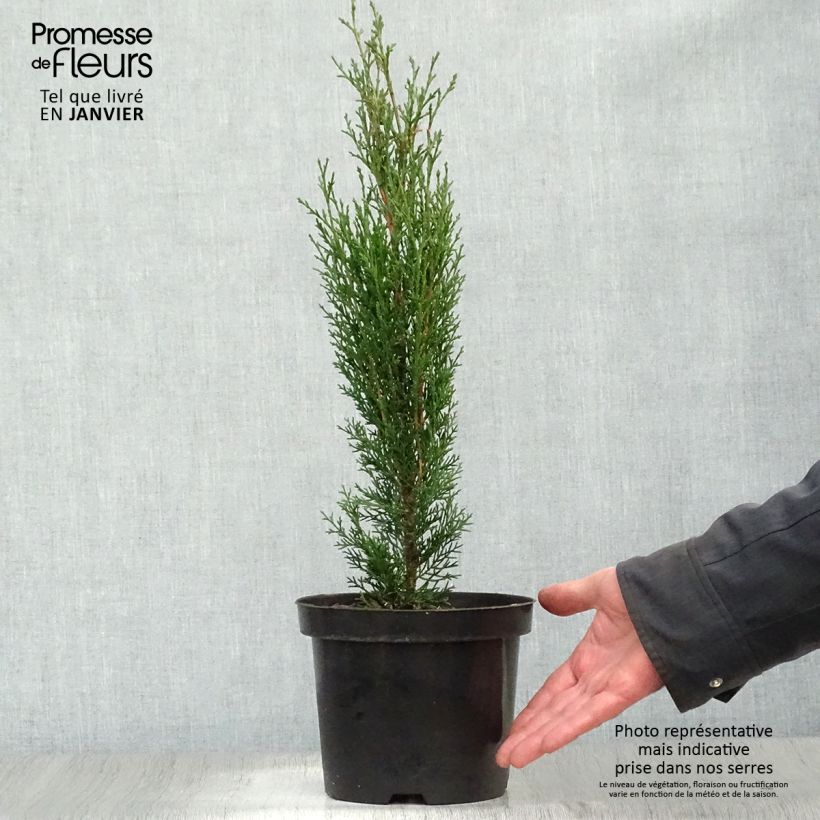 Exemplar von Cupressus sempervirens var. stricta Totem - Echte-Zypresse Topf mit 2L/3L wie im Winter geliefert