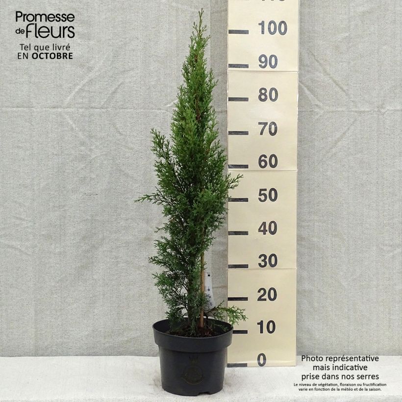 Example of Cupressus sempervirens var. stricta Totem - Echte-Zypresse Topf mit 4L/5L as you get in automne