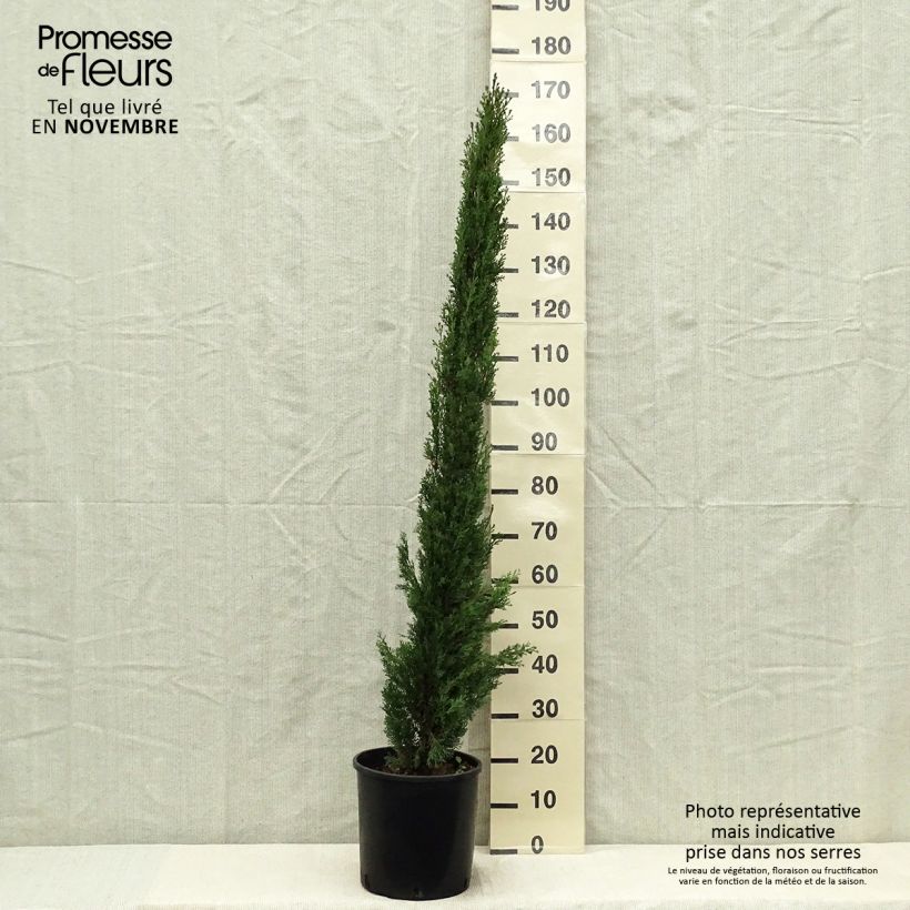 Example of Cupressus sempervirens var. stricta Totem - Echte-Zypresse Topf mit 7,5L/10L as you get in automne