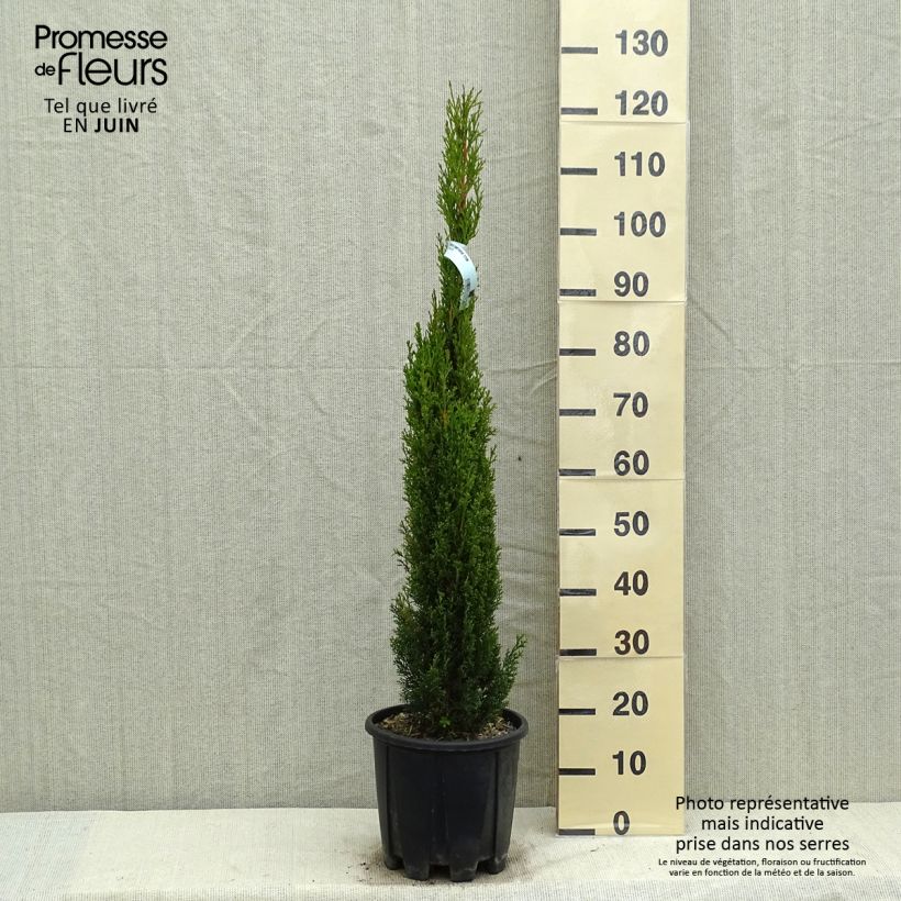Exemplar von Cupressus sempervirens var. stricta Totem - Echte-Zypresse Topf mit 7,5L/10L wie im Frühjahr geliefert