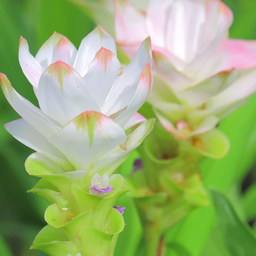 Curcuma alismatifolia White - Safranwurz (Flowering)