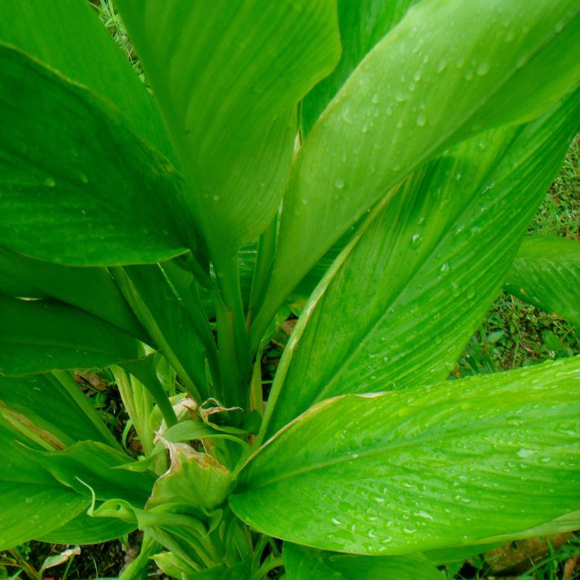 Kurkuma - Curcuma longa (Foliage)