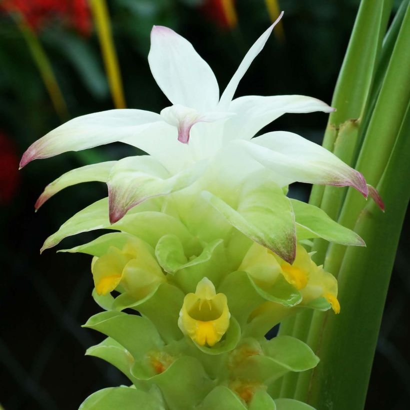 Kurkuma - Curcuma longa (Flowering)