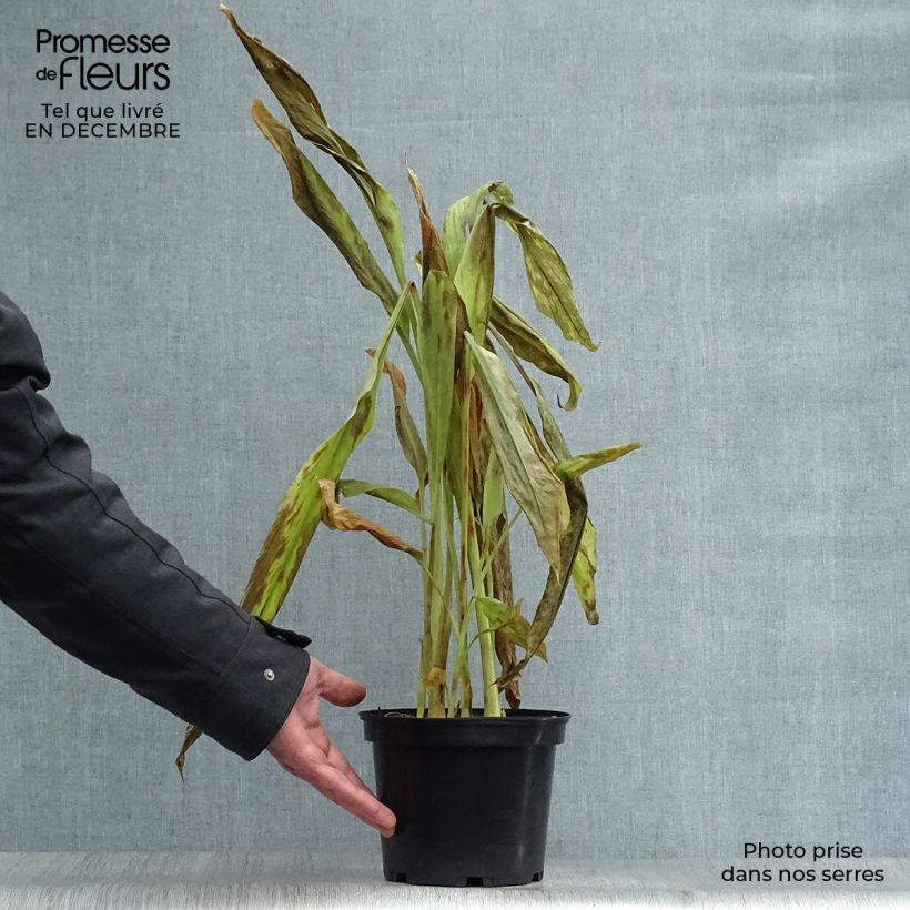 Example of Kurkuma - Curcuma longa Topf mit 2L/3L as you get in hiver