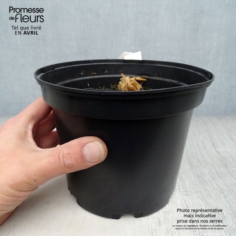 Exemplar von Kurkuma - Curcuma longa Topf mit 2L/3L wie im Frühjahr geliefert