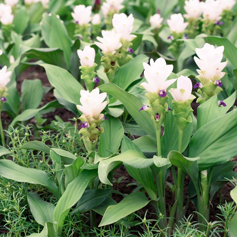 Curcuma alismatifolia White - Safranwurz (Plant habit)
