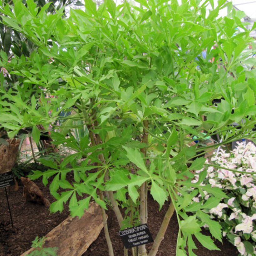 Cussonia spicata (Plant habit)