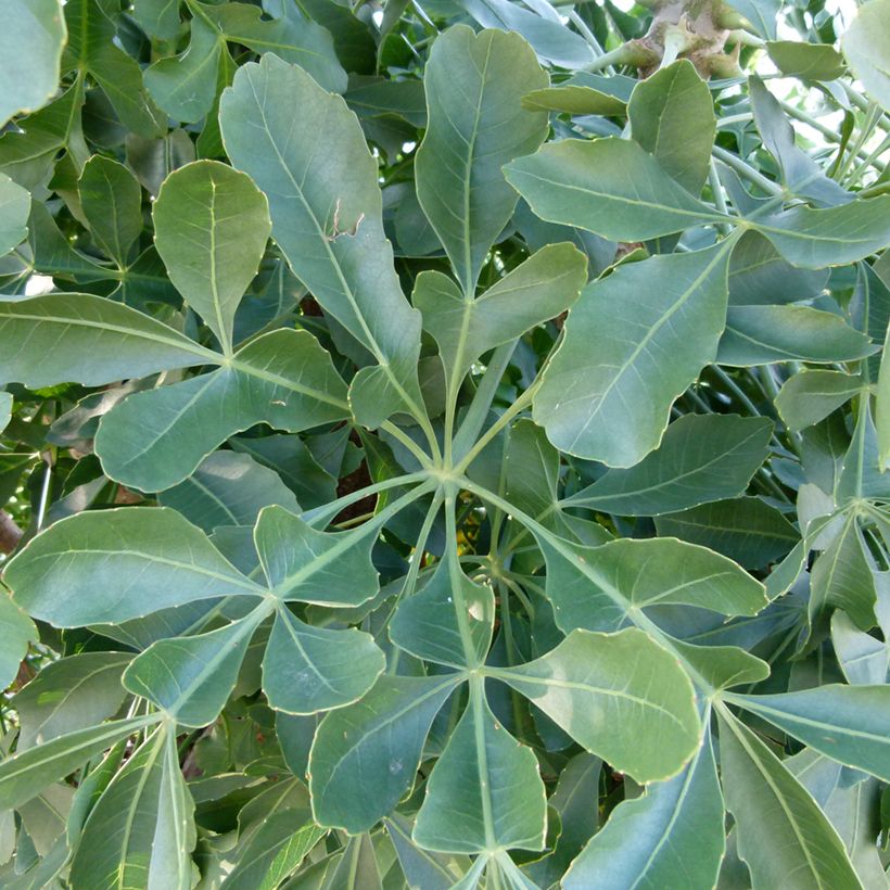 Cussonia spicata (Foliage)