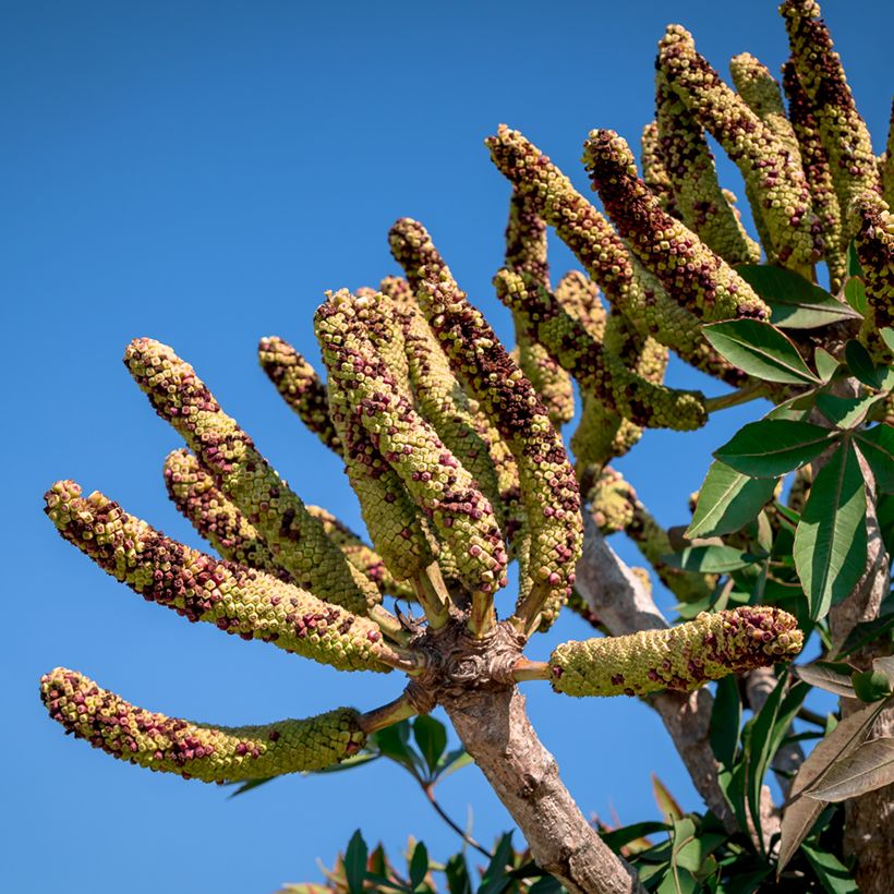 Cussonia spicata (Harvest)