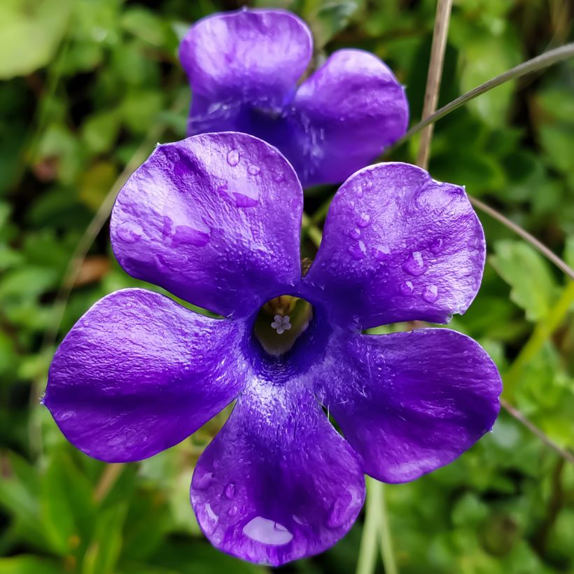 Cyananthus lobatus Giant Form - Blaublüte (Flowering)