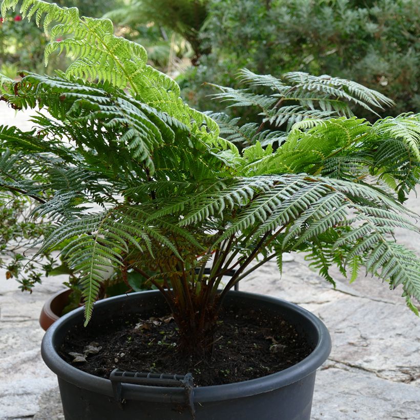 Cyathea australis - Australischer Baumfarn (Plant habit)