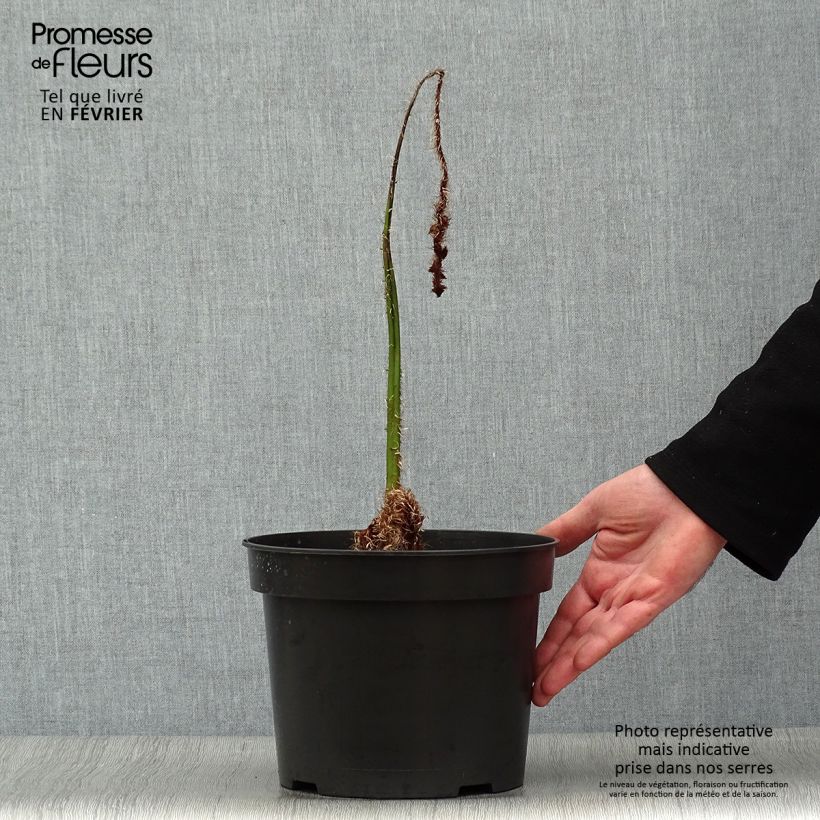 Example of Cyathea australis - Australischer Baumfarn Topf mit 2L/3L as you get in hiver
