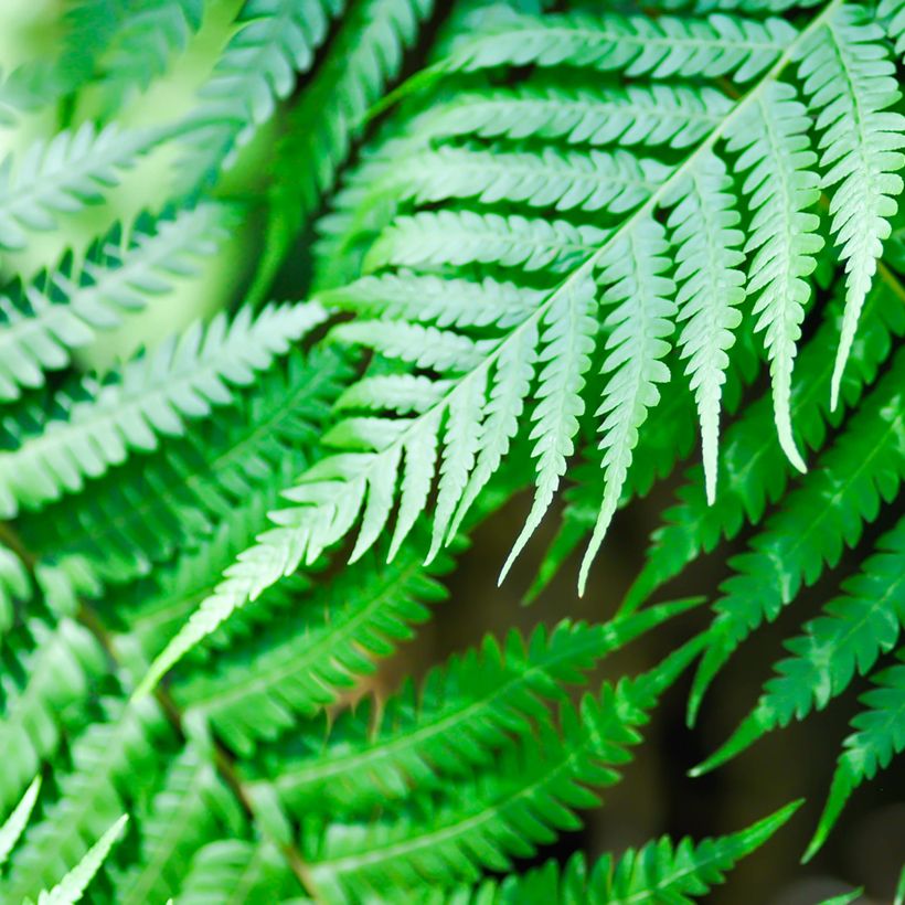 Cyathea brownii - Norfolk-Baumfarn (Foliage)