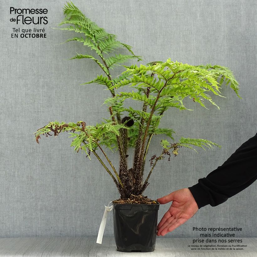 Example of Cyathea cooperi - Australischer Baumfarn Topf mit 2L/3L as you get in automne