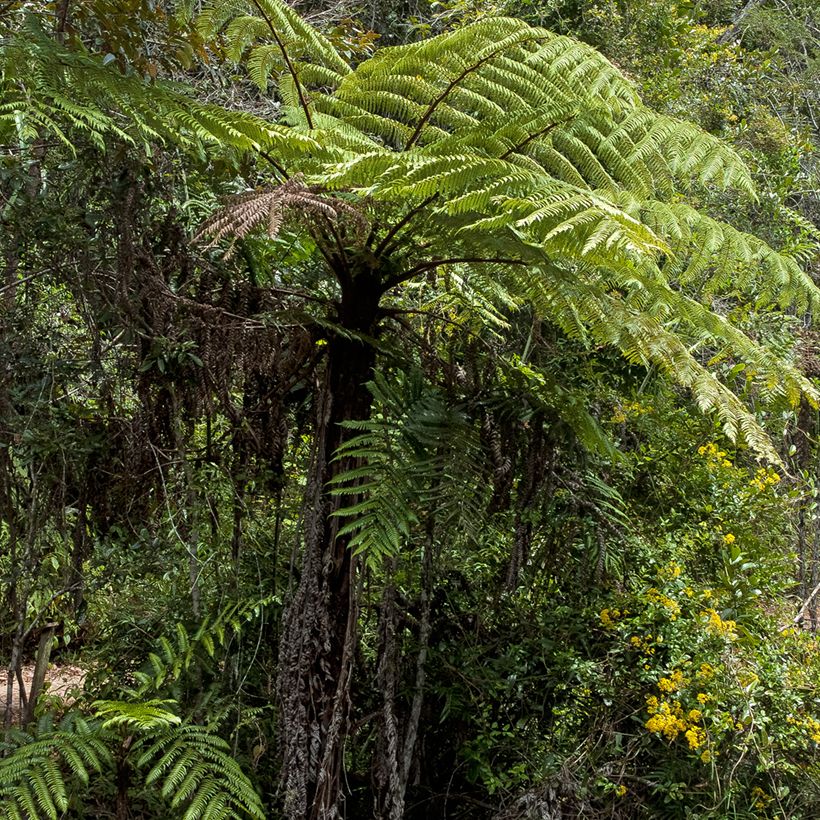 Cyathea lunulata - FBaumfarn (Plant habit)