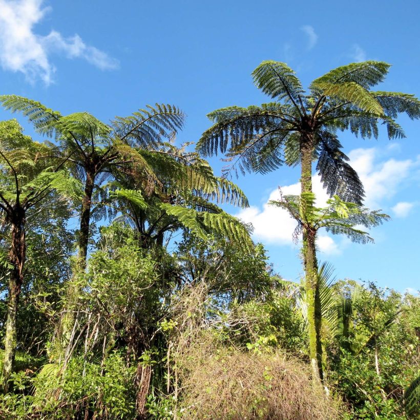 Cyathea medullaris - Schwarzer Baumfarn (Plant habit)