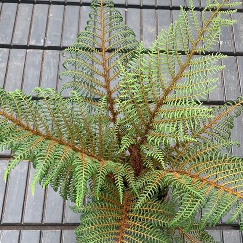 Cyathea tomentosissima - Baumfarn (Laub)