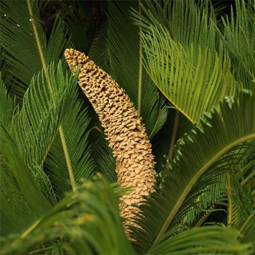 Cycas revoluta - Palmfarn (Flowering)
