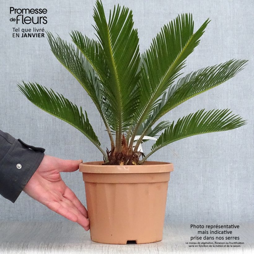 Exemplar von Cycas revoluta - Palmfarn Topf mit 2L/3L wie im Winter geliefert