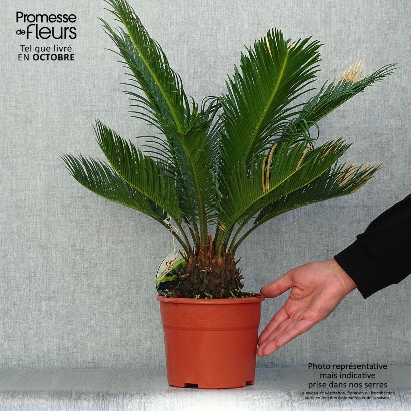Example of Cycas revoluta - Palmfarn Topf mit 2L/3L as you get in automne