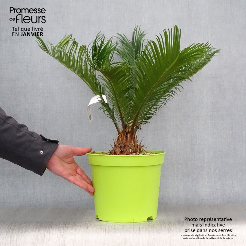 Exemplar von Cycas revoluta - Palmfarn Topf mit 4L/5L wie im Winter geliefert